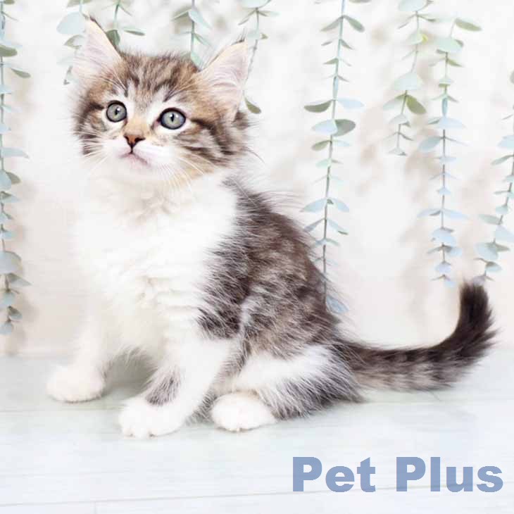 ノルウェージャンフォレストキャットの写真2