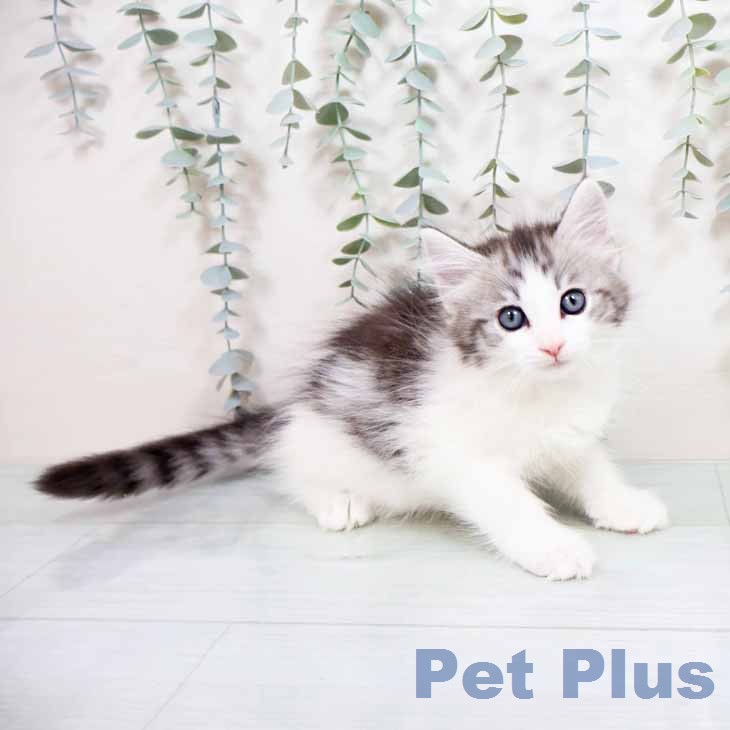 ノルウェージャンフォレストキャット