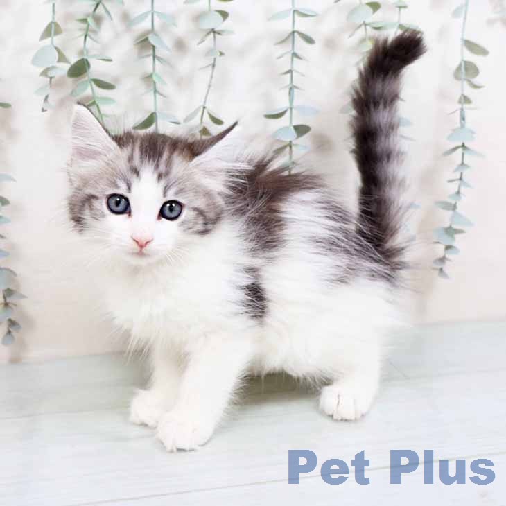 ノルウェージャンフォレストキャットの写真2