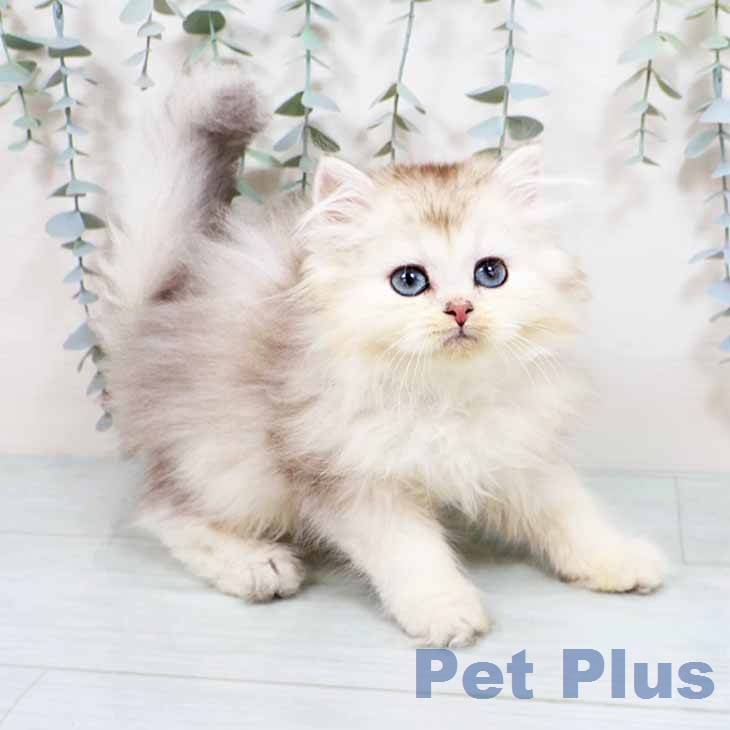 ラガマフィンの写真2