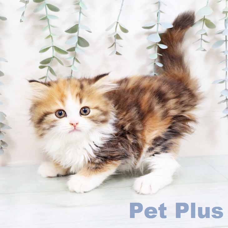 ミヌエットの写真2