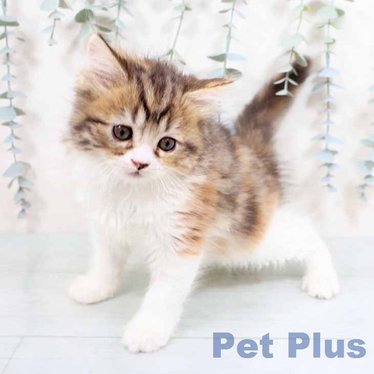 ミヌエットの写真2