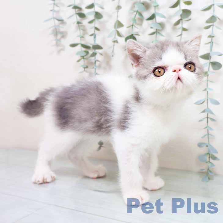 エキゾチックの写真2