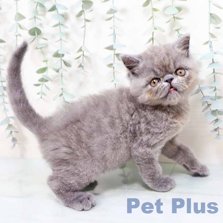 エキゾチックの写真2