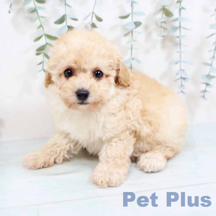 トイ・プードル