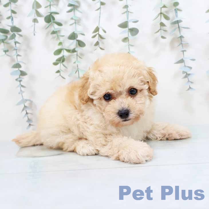 トイ・プードルの写真2