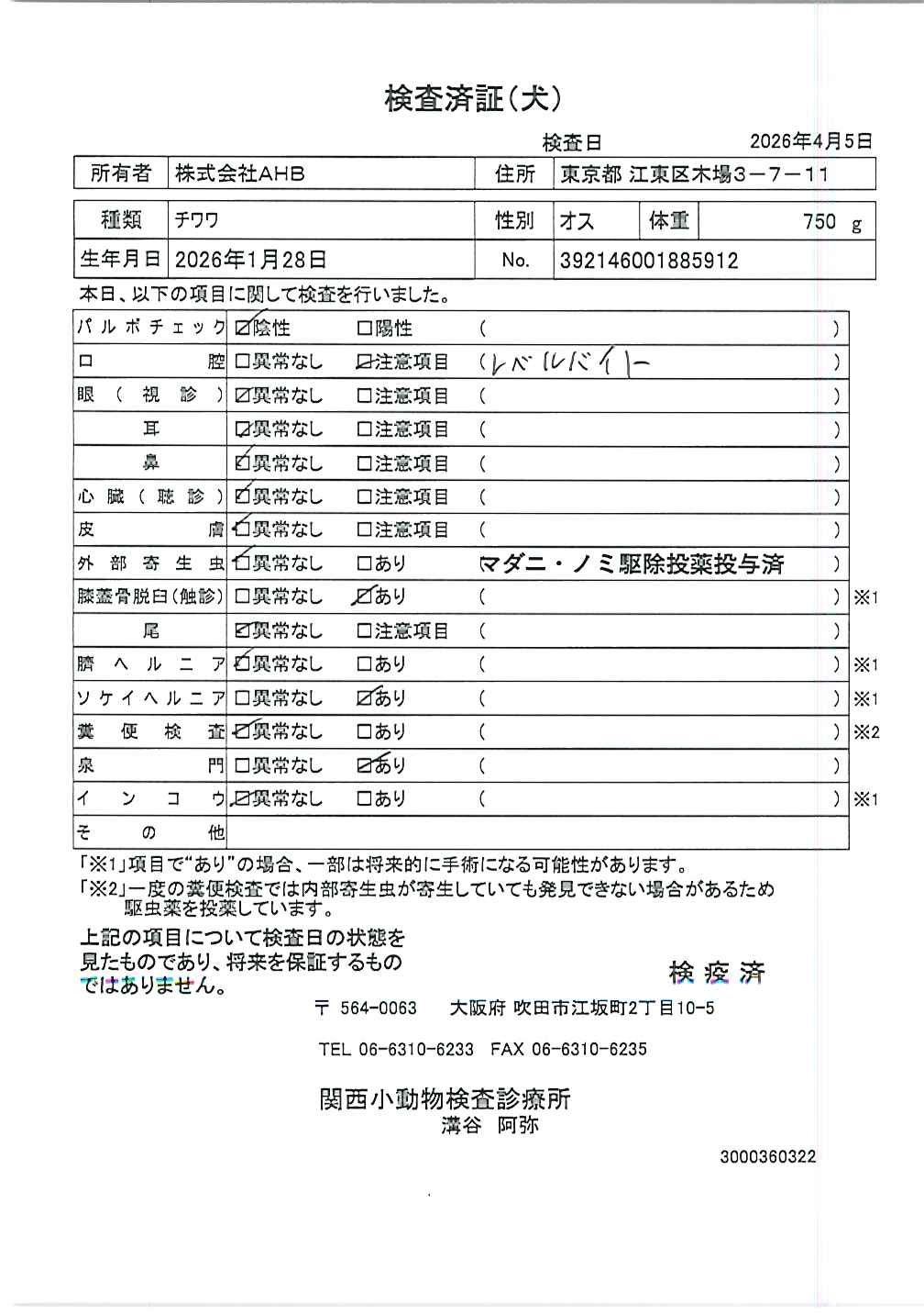 チワワ