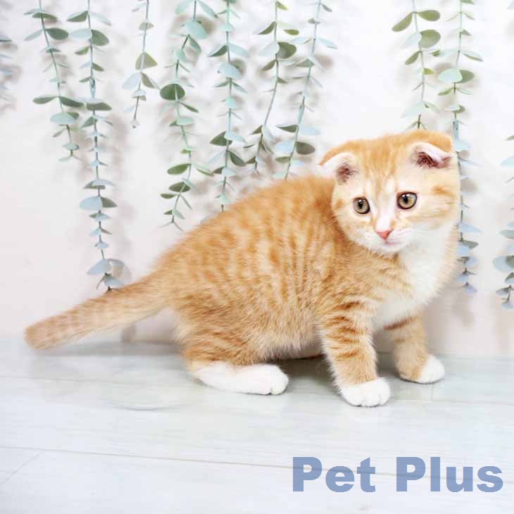 スコティッシュフォールドの写真2