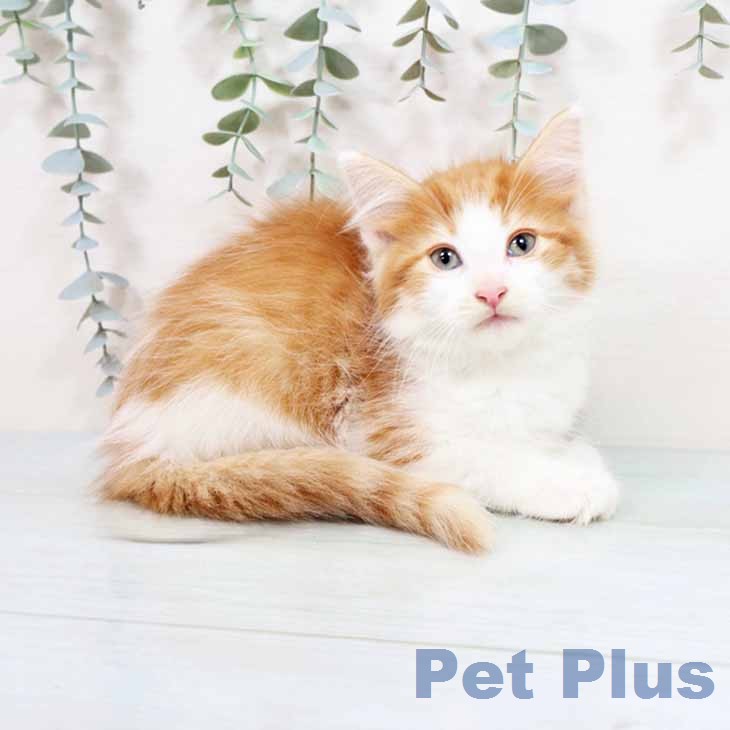 ノルウェージャンフォレストキャット