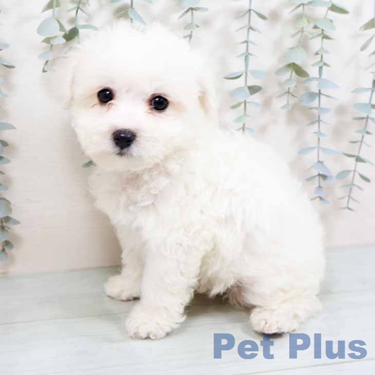 ビション・フリーゼの写真2