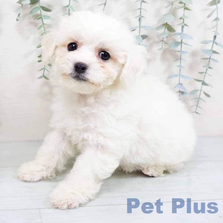 ビション・フリーゼ