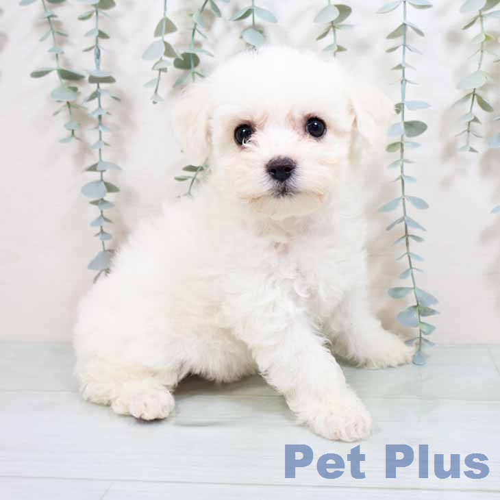 ビション・フリーゼ