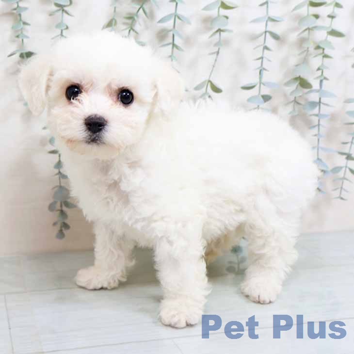 ビション・フリーゼの写真2