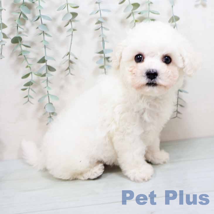 ビション・フリーゼの写真2