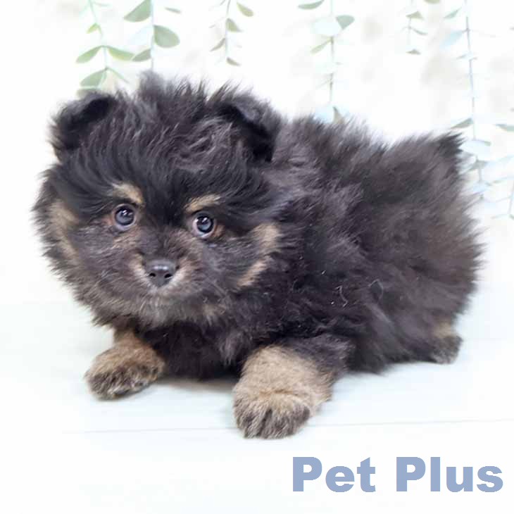 ポメラニアンの写真2