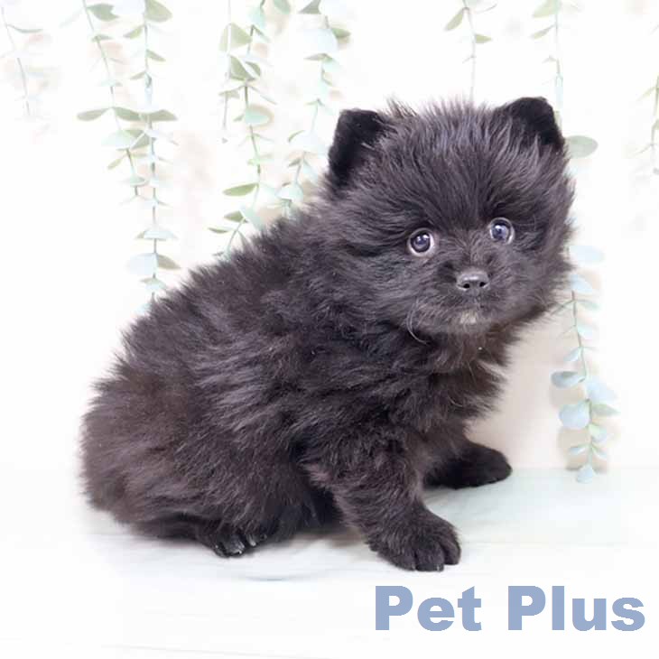 ポメラニアンの写真2