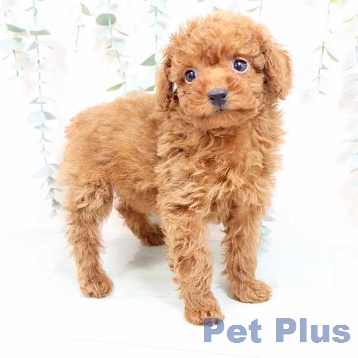 トイ・プードル