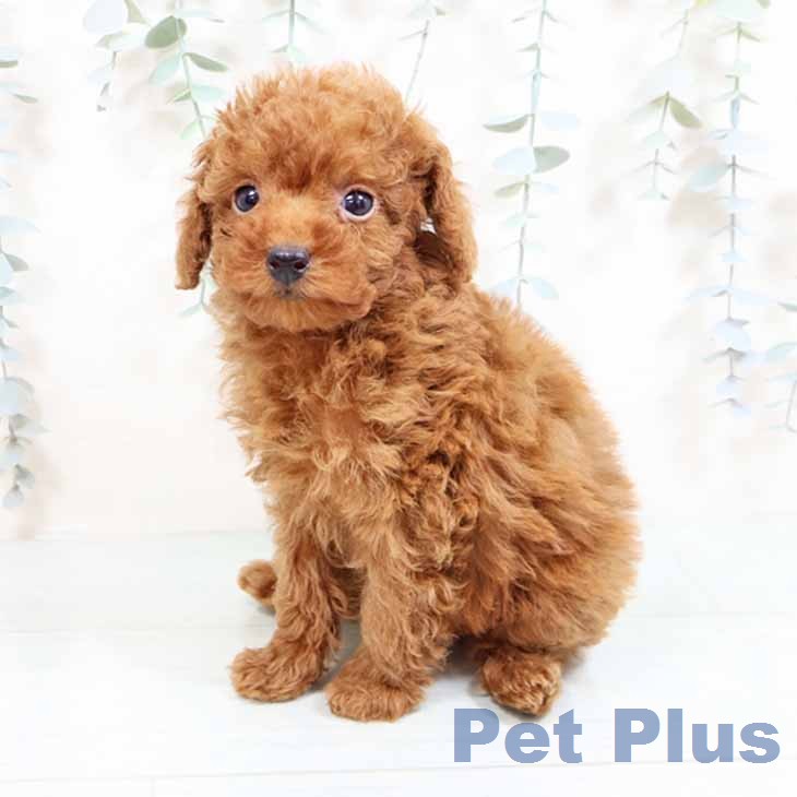 トイ・プードルの写真2