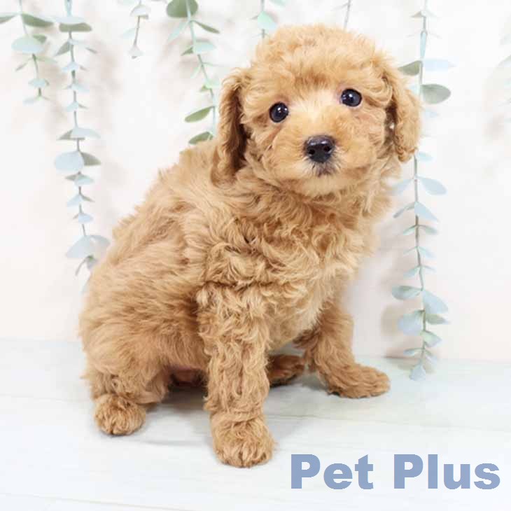 トイ・プードル