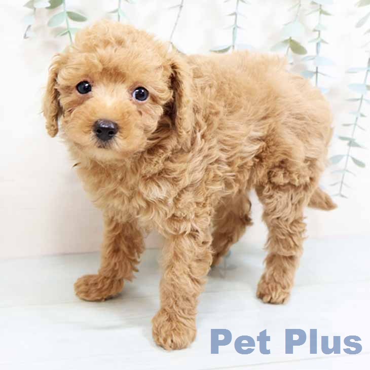 トイ・プードルの写真2