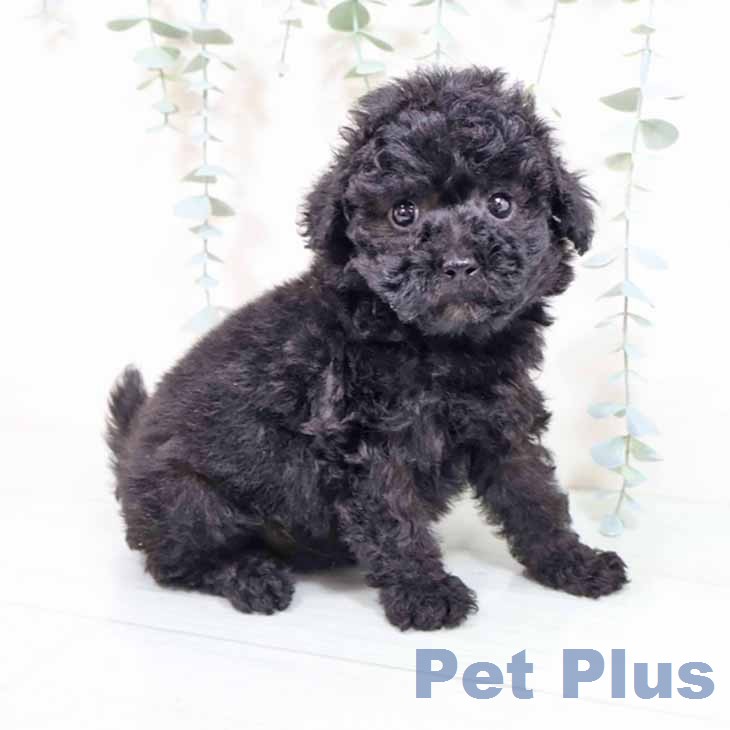 トイ・プードル