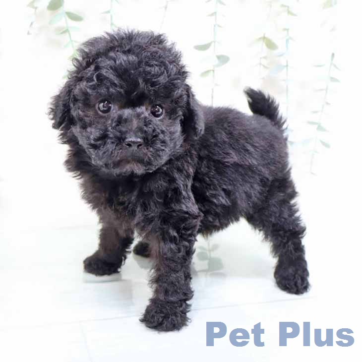 トイ・プードルの写真2