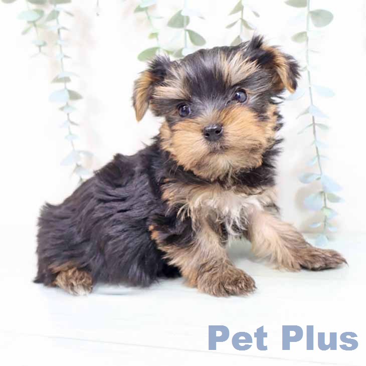 ヨークシャー・テリア