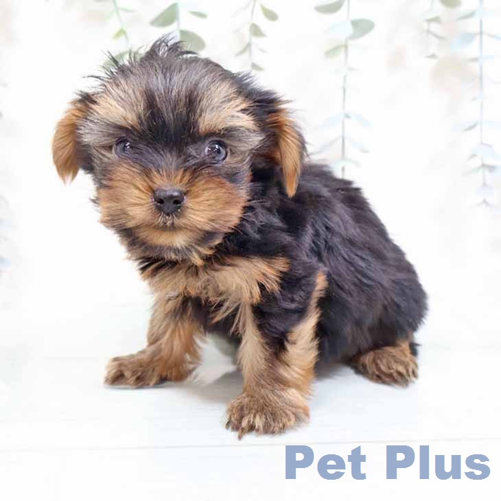 ヨークシャー・テリア