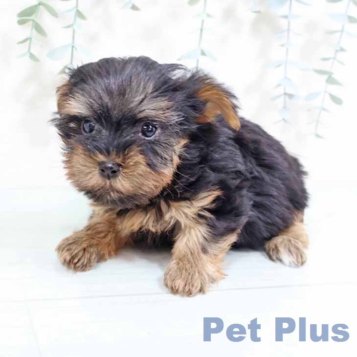 ヨークシャー・テリアの写真2