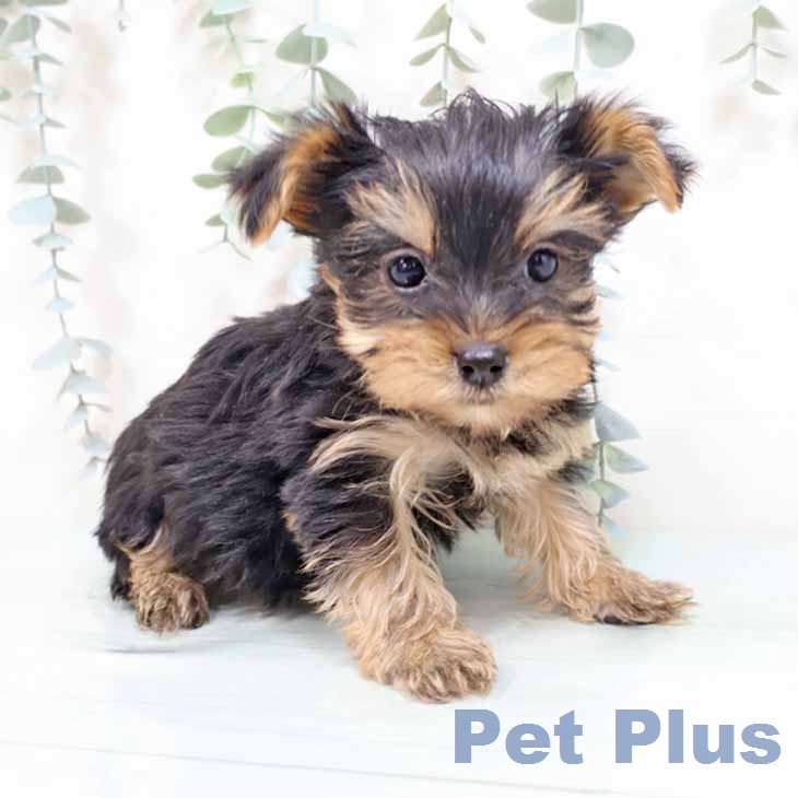 ヨークシャー・テリア