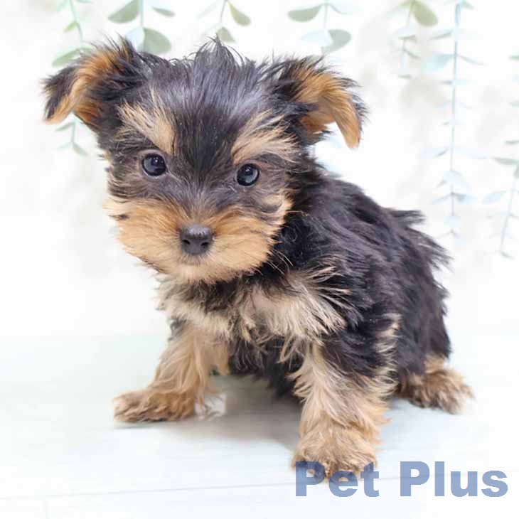 ヨークシャー・テリア