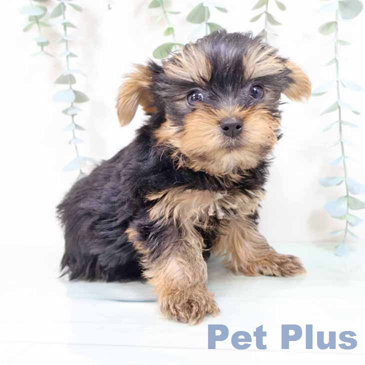 ヨークシャー・テリア