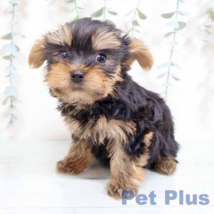 ヨークシャー・テリア