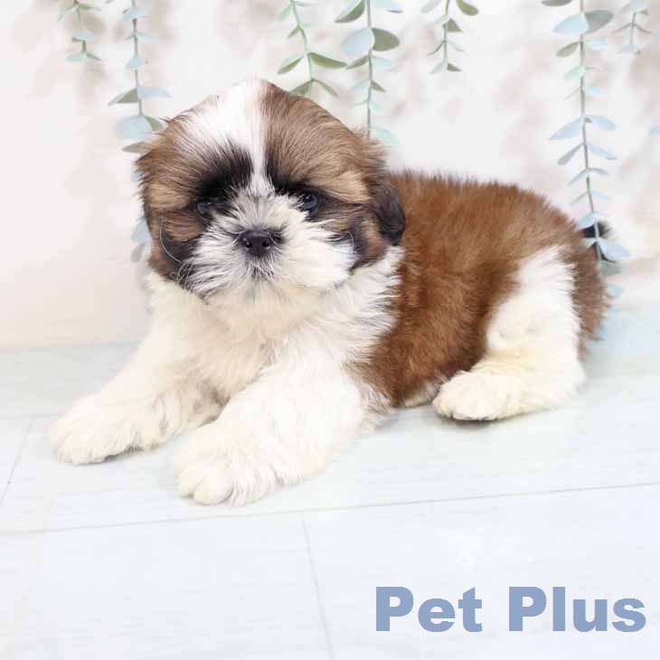 シー・ズーの写真2