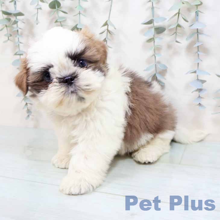 シー・ズーの写真2