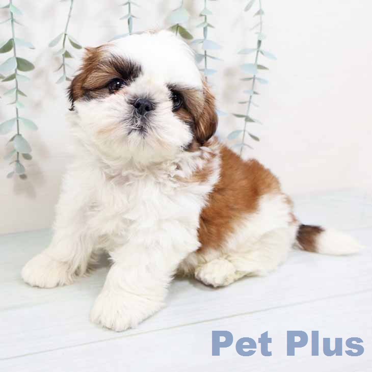 シー・ズーの写真2