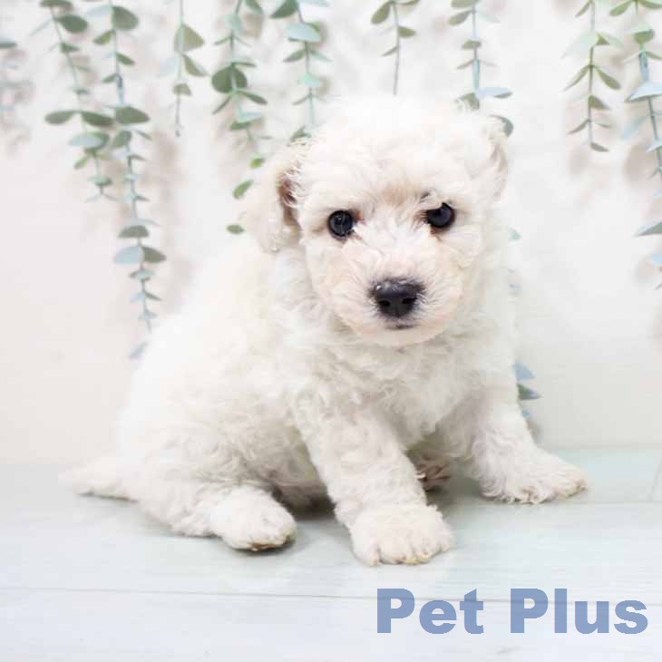 ビション・フリーゼ