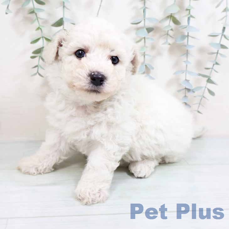 ビション・フリーゼの写真2