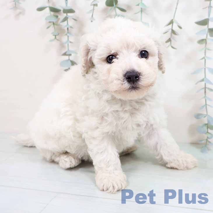 ビション・フリーゼ