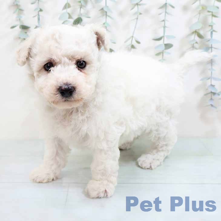 ビション・フリーゼ