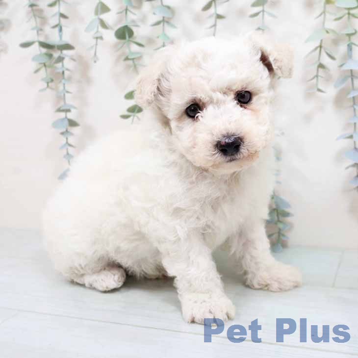 ビション・フリーゼの写真2