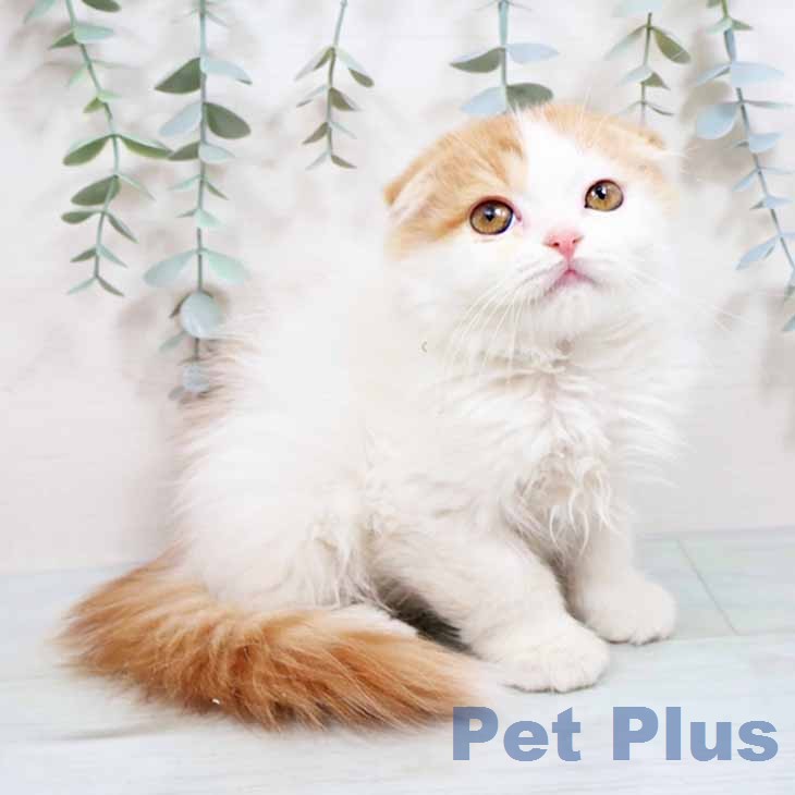 スコティッシュフォールド