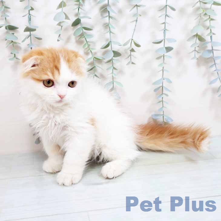 スコティッシュフォールドの写真2