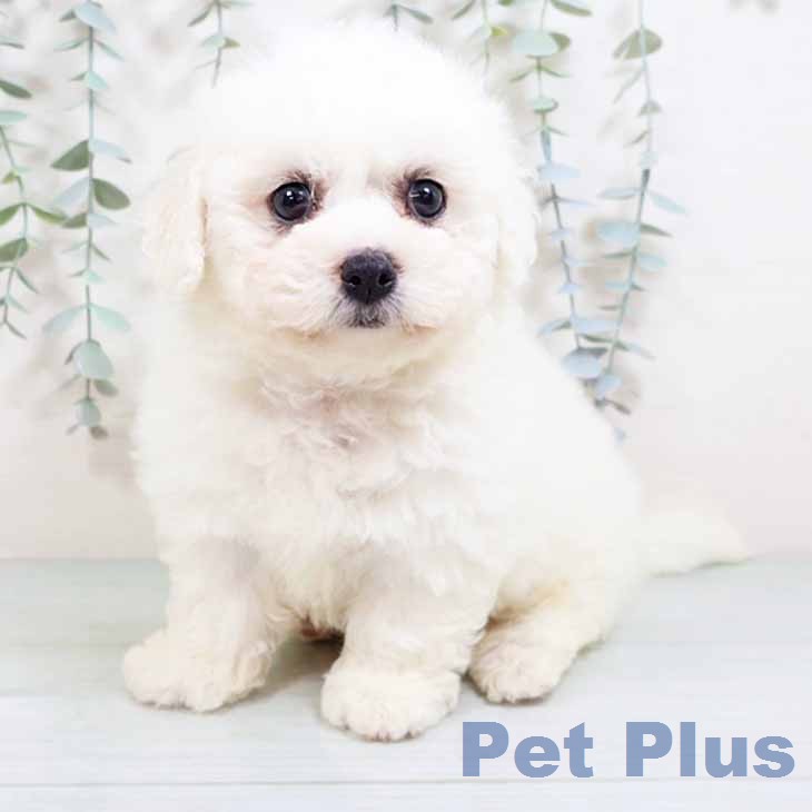 ビション・フリーゼ