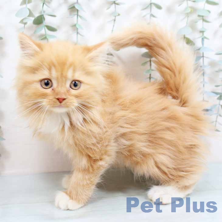 ラガマフィンの写真2