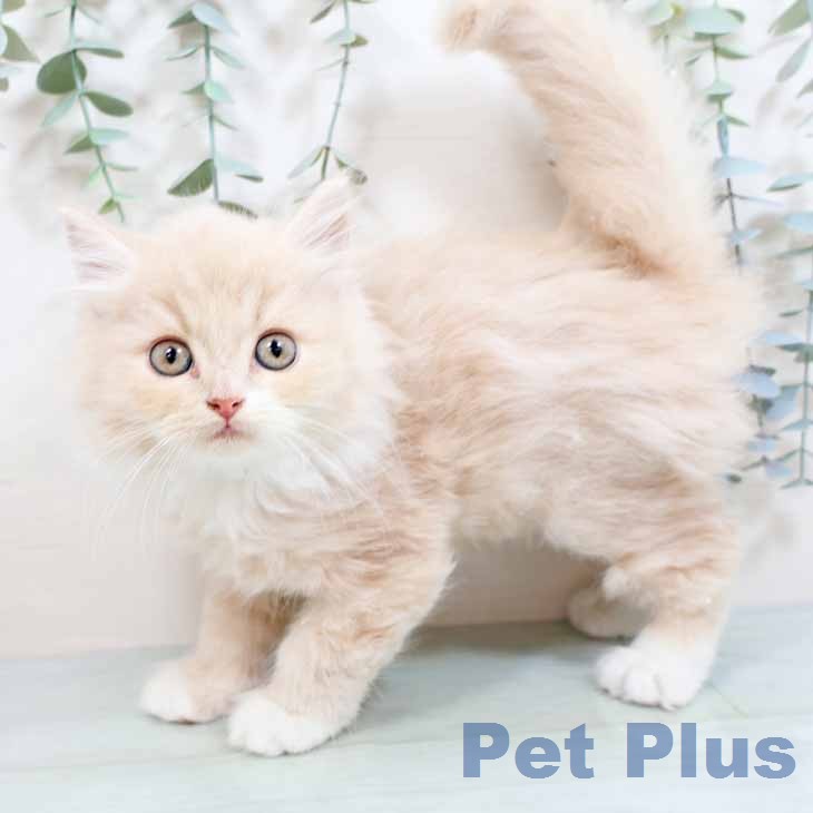 ラガマフィンの写真2