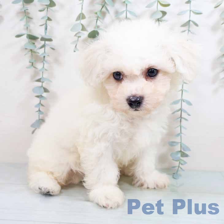 ビション・フリーゼ