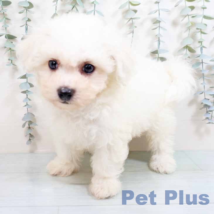 ビション・フリーゼ