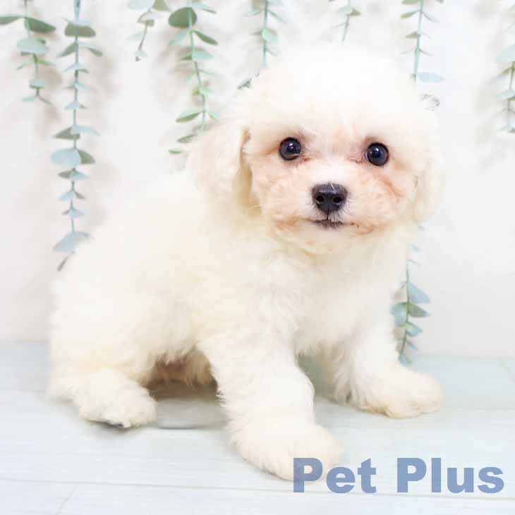 ビション・フリーゼの写真2