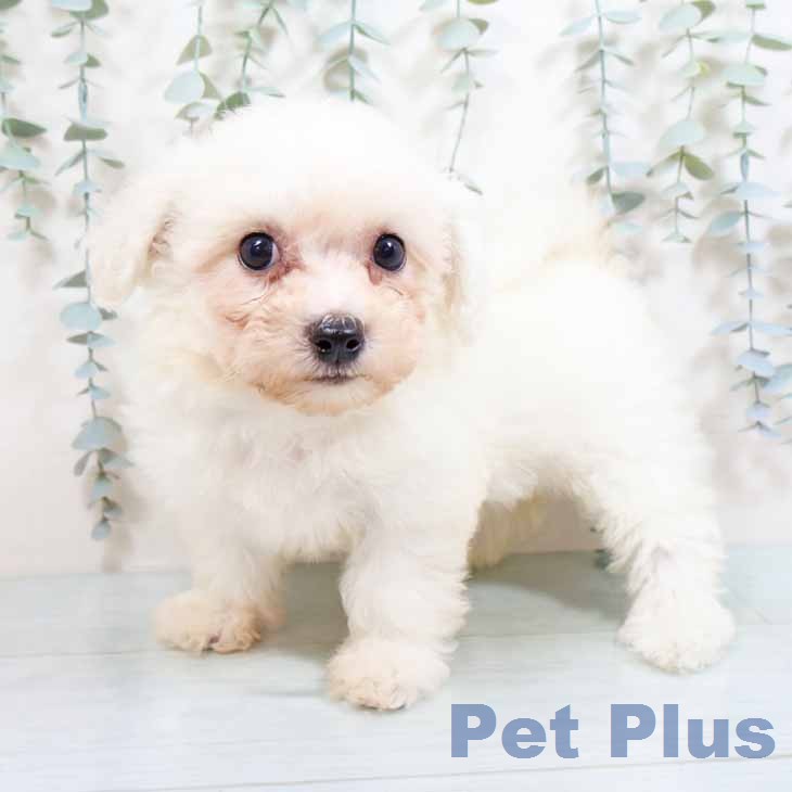 ビション・フリーゼの写真2